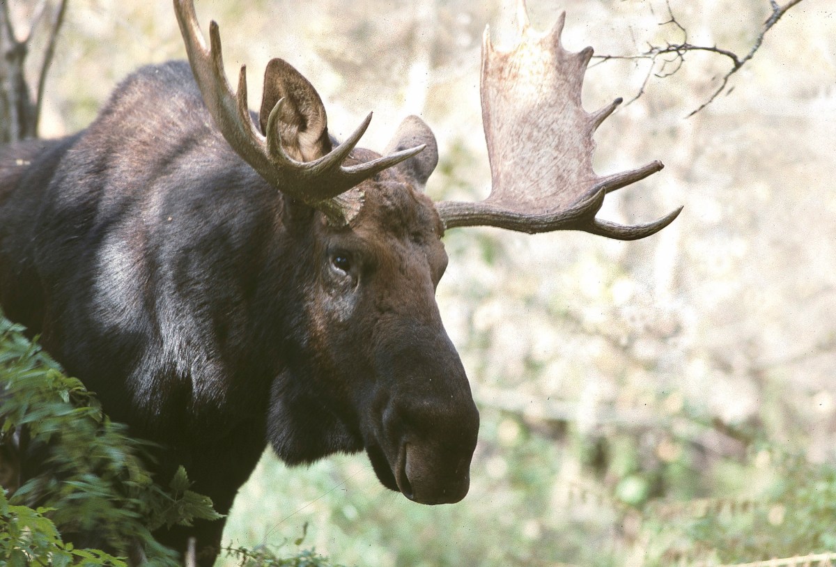 ’24 Elk, Moose & Bighorn Apps Online