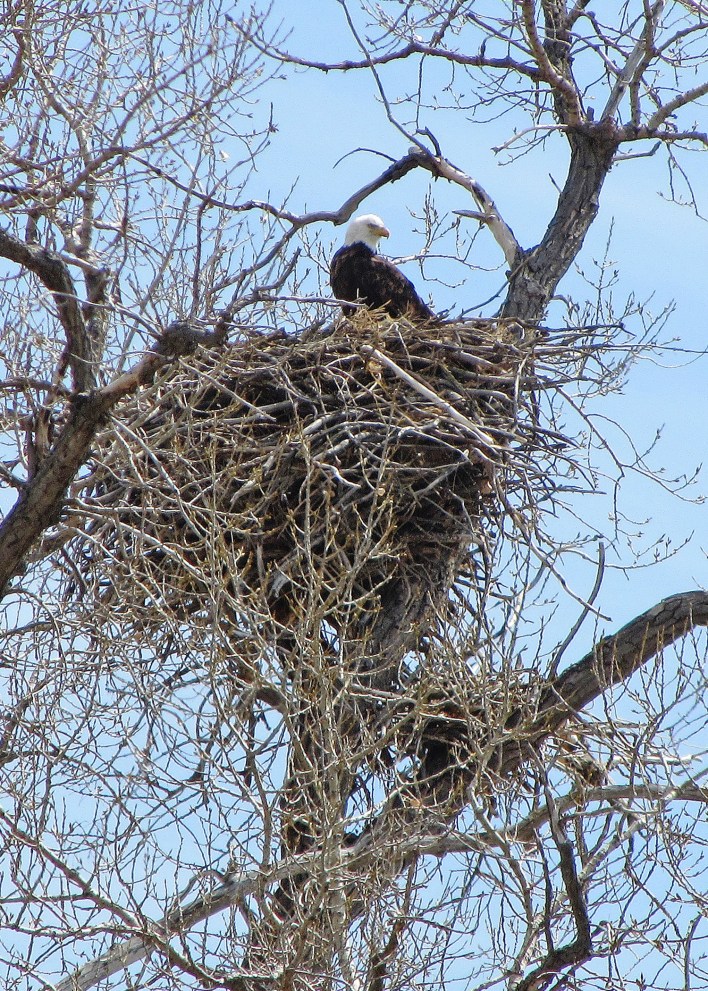 Bald Eagle Nest NDGF.jpg