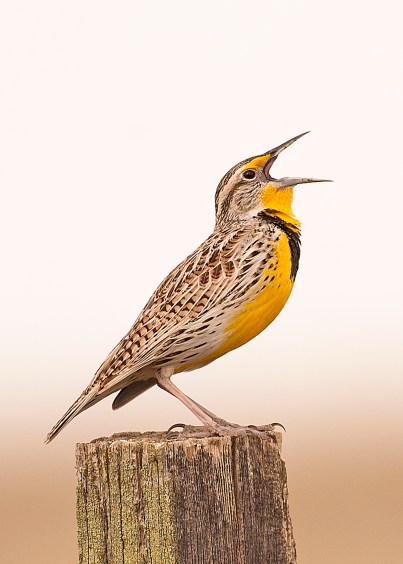 Meadowlark NDGF