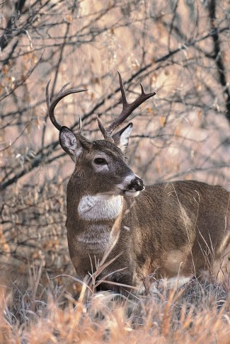 Whitetail Buck NDGF (6).jpg