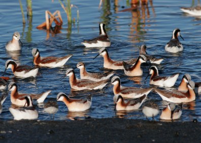 170524phalarope-shorebird