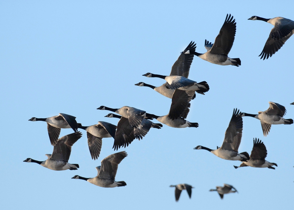 Canada Geese Flying NDGF.jpg