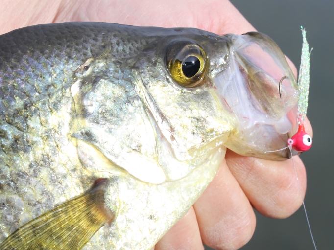 Our Outdoors: Krystal Crappie King