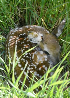 Deer Fawn NDGF