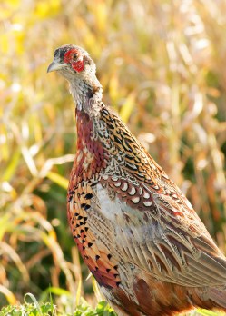 Immature Rooster Pheasant (2)