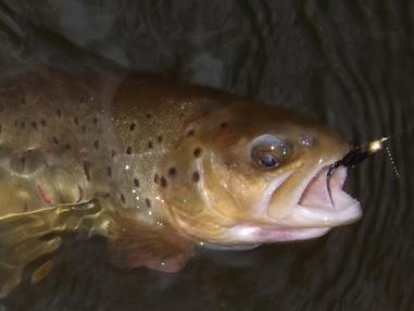 CrunchTrout (2)