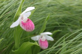 LadySlipper619
