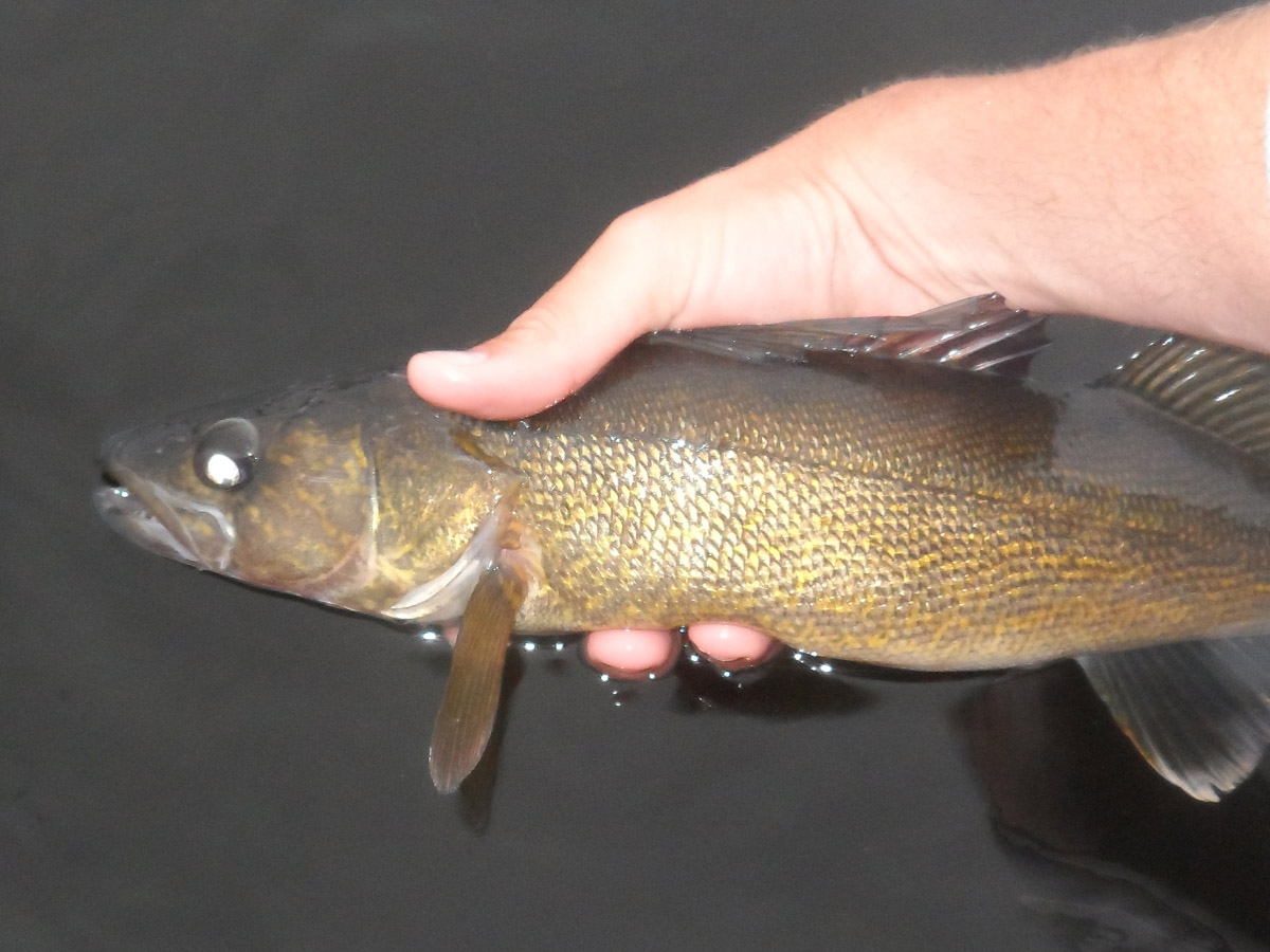 The Many Tastes of Fishing