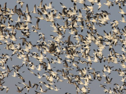 SnowGeese1.jpg