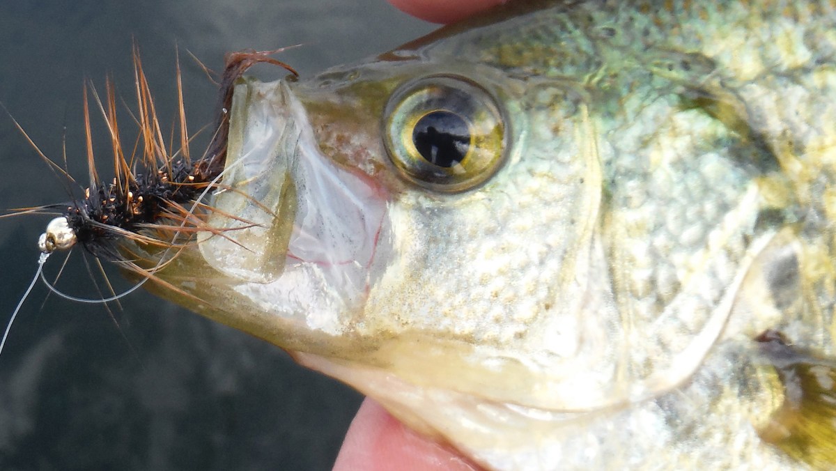 Fish Bugging Our Outdoors: Fly Fishing Not All About Trout