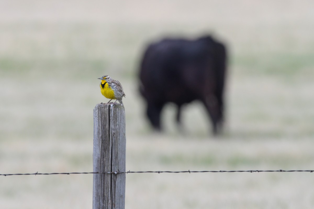 Meadowlark Initiative to Head Off Prairie Emergency