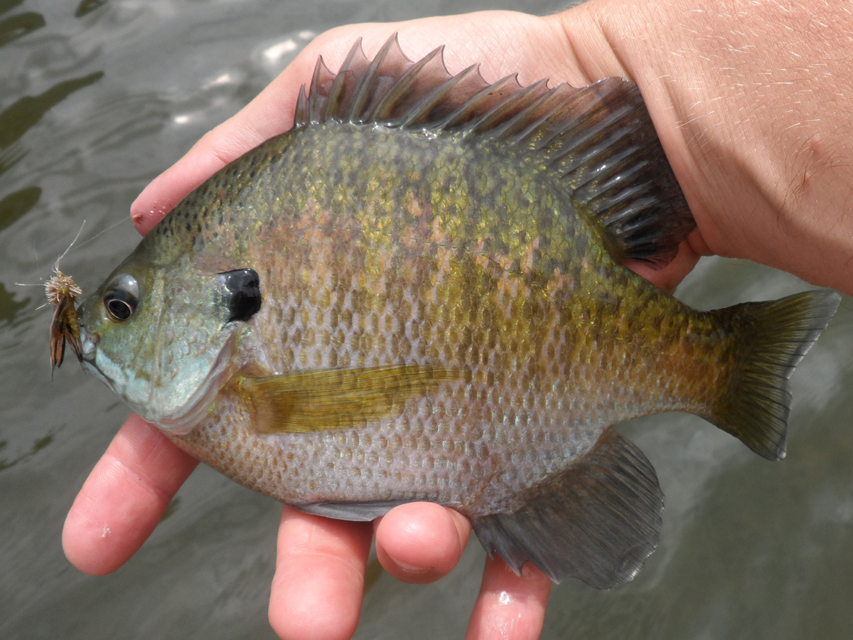 SEND’s Big Four Set for Good Fishing